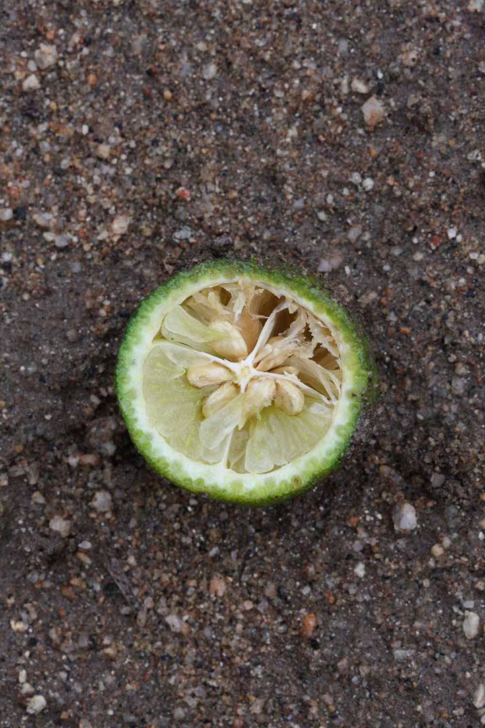              Fruit cross-section (Riverside, CA)       